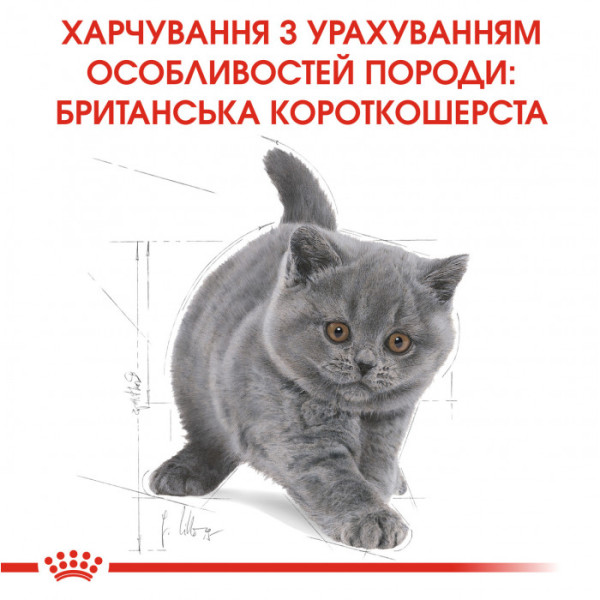 Акція! Корм для кошенят ROYAL CANIN KITTEN BRITISH SHORTHAIR 2 кг + 400 г у подарунок