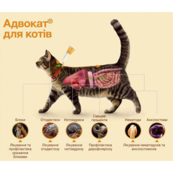 Bayer Advantage 40 краплі від блох для котів і хорьків до 4 кг (1 піпетка)