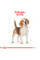 Корм для дорослих собак ROYAL CANIN BEAGLE ADULT 3 кг