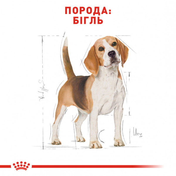 Корм для дорослих собак ROYAL CANIN BEAGLE ADULT 3 кг