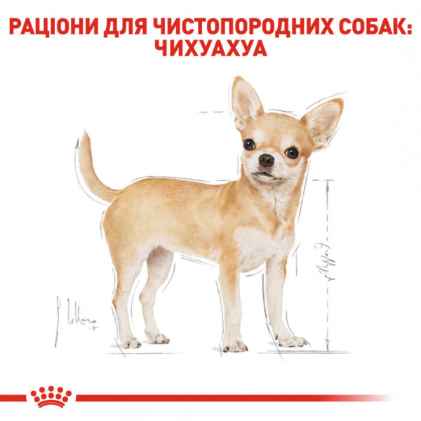 Акція! Корм для дорослих собак ROYAL CANIN CHIHUAHUA ADULT 1.2 кг + 300 г у подарунок