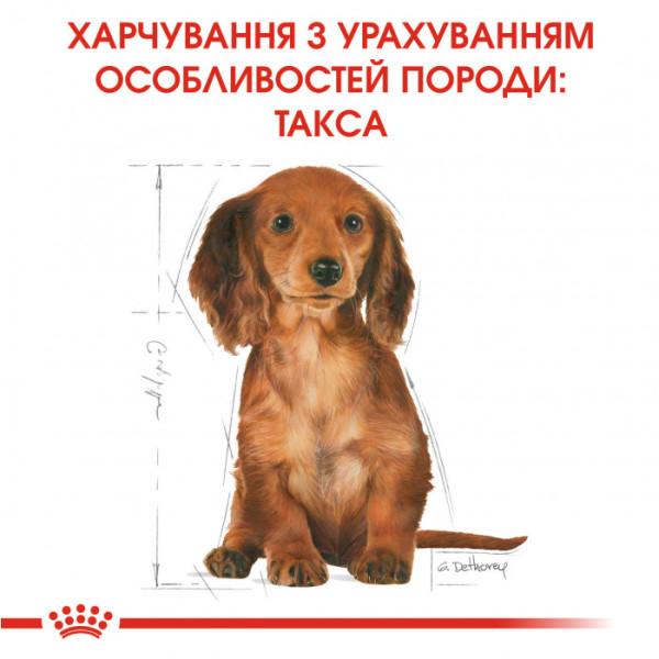 Корм для цуценят ROYAL CANIN DACHSHUND PUPPY 1.5 кг