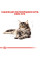 Корм для дорослих котів ROYAL CANIN MAINECOON ADULT 4 кг + 5 л catsan в подарунок!