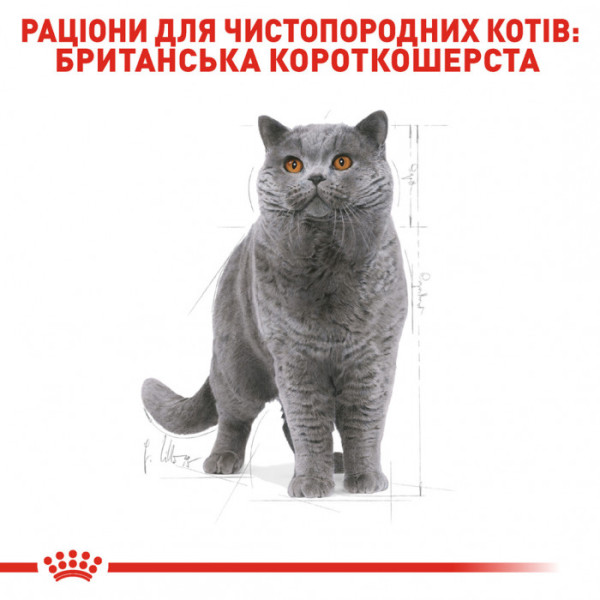 Акція! Корм для дорослих котів ROYAL CANIN BRITISH SHORTHAIR ADULT 4 кг + Catsan 5 л