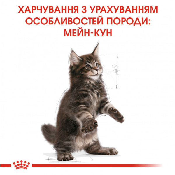 Корм для кошенят ROYAL CANIN MAINECOON KITTEN 2 кг