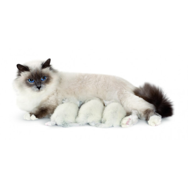 Корм для кішок під час вагітності ROYAL CANIN QUEEN 4 кг