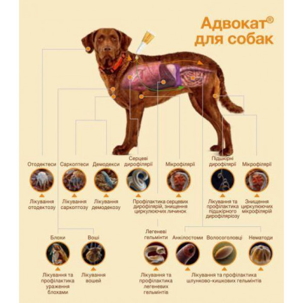 Advocate (Адвокат) краплі для собак вагою від 10 до 25 кілограмів, 1 піпетка (Bayer)