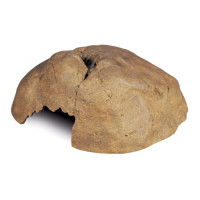 Декорація для тераріуму Exo Terra «Reptile Cave» Грот XL 30 x 28 x 11 см (пластик)