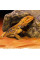 Купить Декорация для террариума Exo Terra «Reptile Cave» Грот M 23 x 16 x 7 см (пластик)