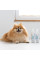 Кондиціонер для собак та котів Vet Expert Clinic Care MIcroBiome Balance 150 мл