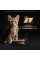 Вологий корм для кошенят Purina Pro Plan Kitten Healthy Start шматочки у підливці з індичкою 850 г (10 шт. х 85 г)