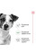 Корм для дорослих собак ROYAL CANIN MINI ADULT 8 кг + 1 таблетка Бравекто 4,5-10 кг в подарунок!